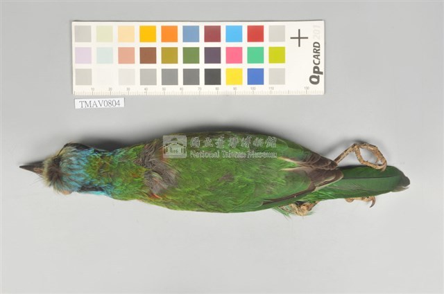 五色鳥藏品圖，第3張