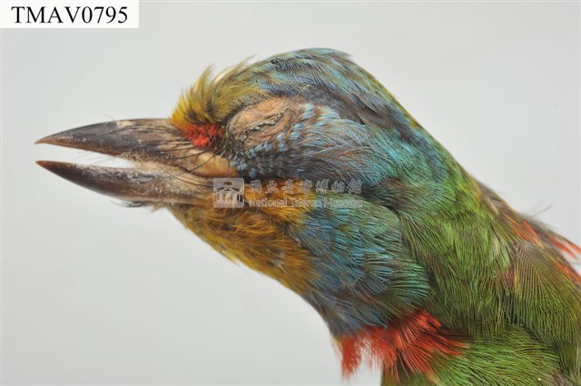 五色鳥藏品圖，第6張