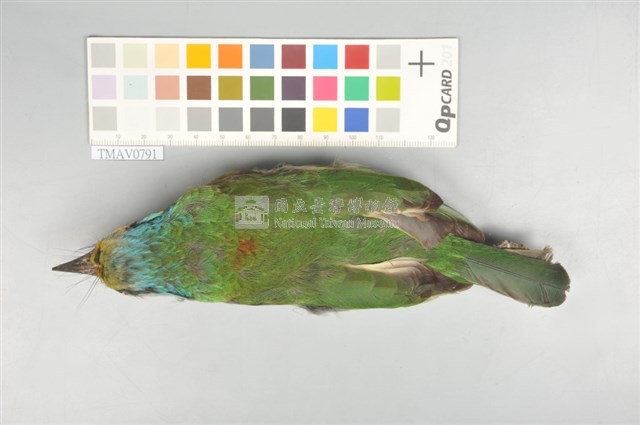 五色鳥藏品圖，第3張