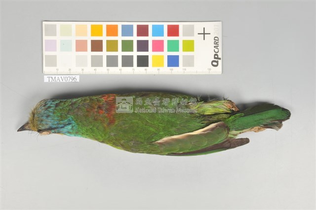 五色鳥藏品圖，第3張