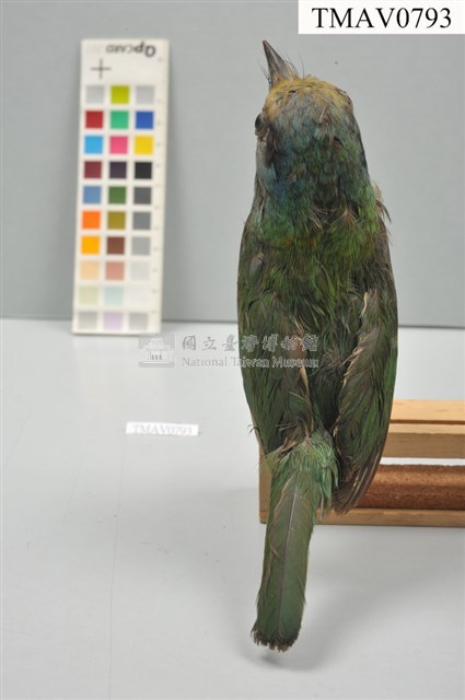 五色鳥藏品圖，第3張
