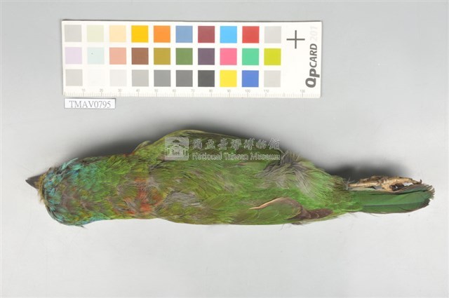 五色鳥藏品圖，第3張