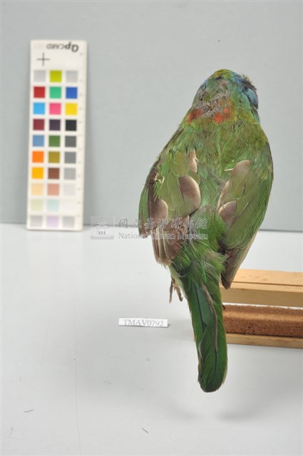 五色鳥藏品圖，第3張