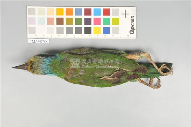 五色鳥藏品圖，第3張