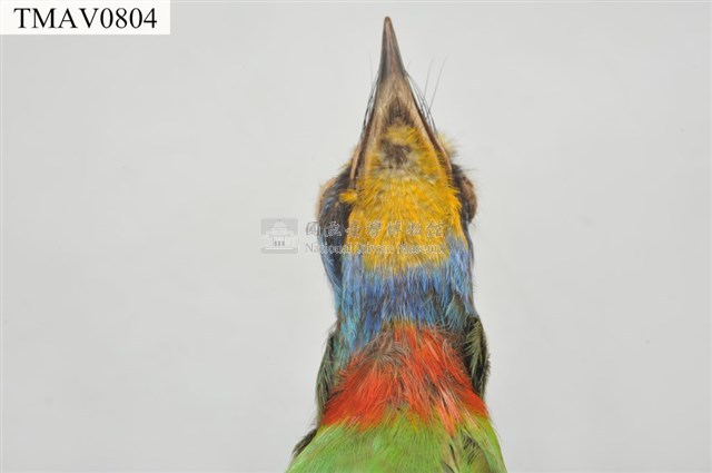 五色鳥藏品圖，第10張