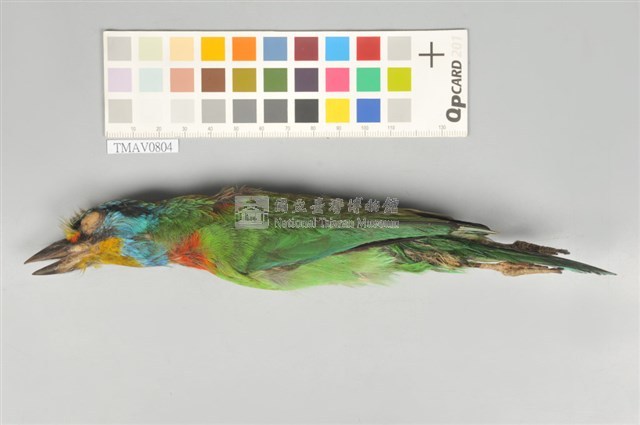 五色鳥藏品圖，第6張