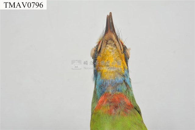 五色鳥藏品圖，第10張