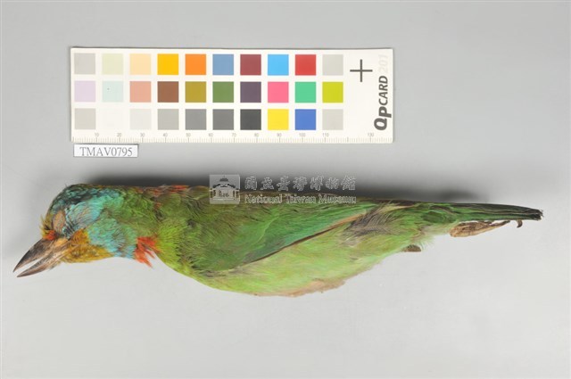 五色鳥藏品圖，第7張