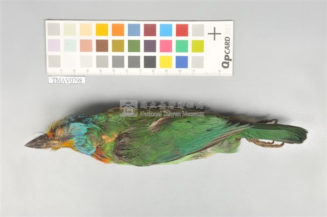 五色鳥藏品圖，第6張