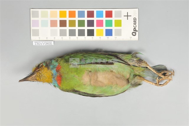 五色鳥藏品圖，第4張