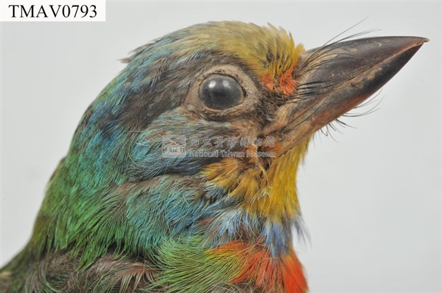 五色鳥藏品圖，第8張