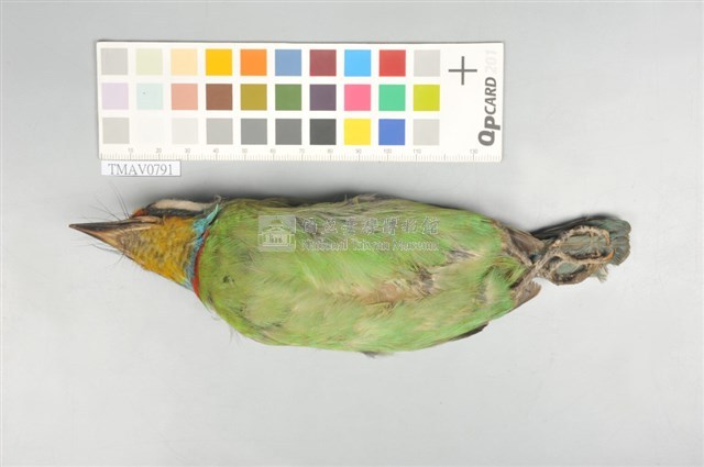 五色鳥藏品圖，第4張