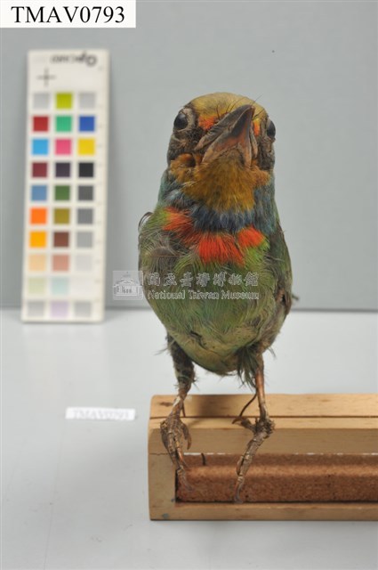 五色鳥藏品圖，第4張