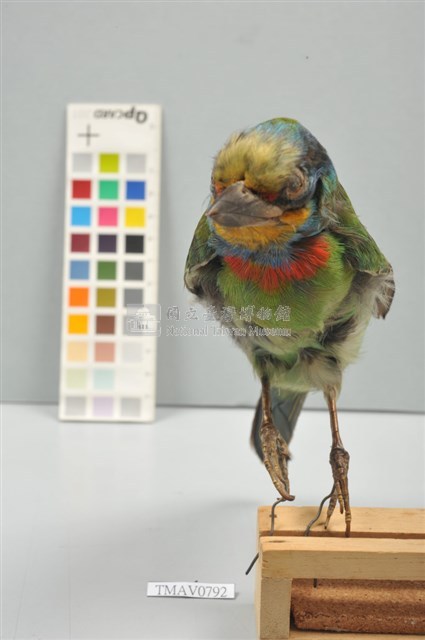 五色鳥藏品圖，第4張