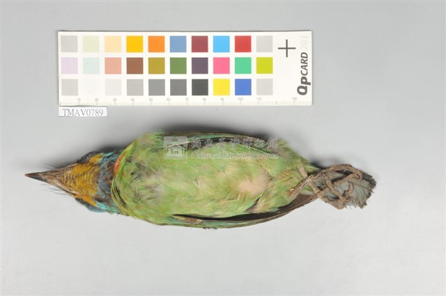 五色鳥藏品圖，第4張