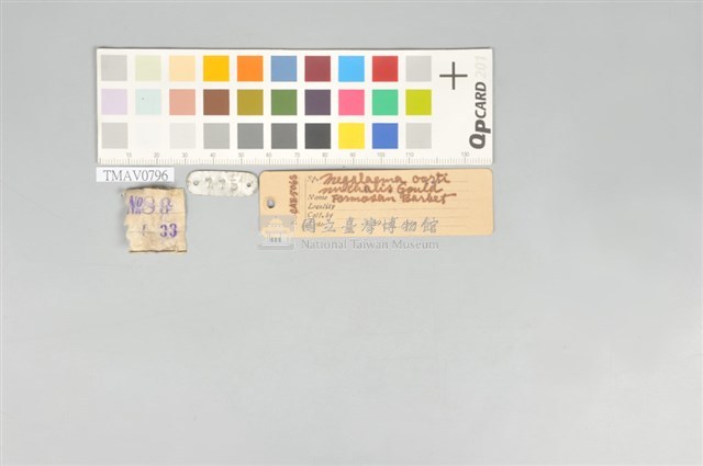 五色鳥藏品圖，第11張