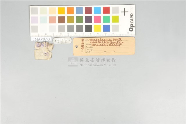 五色鳥藏品圖，第11張