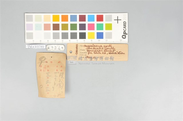 五色鳥藏品圖，第11張