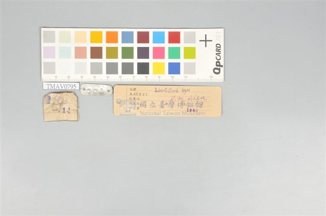 五色鳥藏品圖，第11張