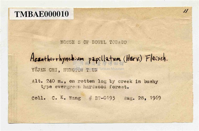Acanthorrhynchium papillatum (Harv.) Fleisch. Collection Image, Figure 3, Total 11 Figures