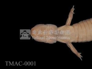 山椒魚藏品圖，第3張