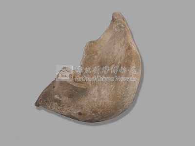 印度象(骨骼)藏品圖，第5張