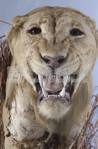 Lion Collection Image, Figure 3, Total 14 Figures