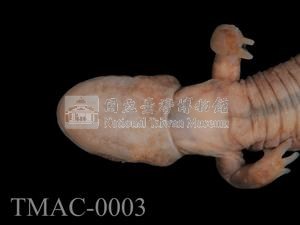 費氏小鯢藏品圖，第3張