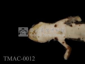紅腹蠑螈藏品圖，第3張