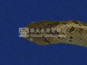 Taiwan Leopard Snake Collection Image, Figure 2, Total 10 Figures