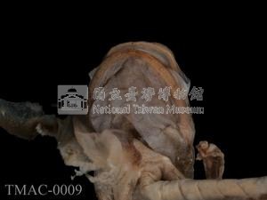 斑泥螈藏品圖，第3張