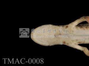 大理石蠑螈藏品圖，第3張