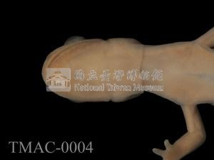 山椒魚藏品圖，第3張