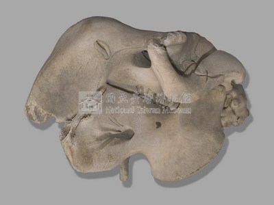儒艮骨骼藏品圖，第3張