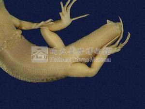 鮑氏蜓蜥藏品圖，第3張