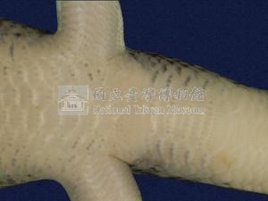 中國石龍子臺灣亞種藏品圖，第2張