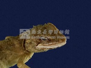 Swinhoe’s tree lizard Collection Image, Figure 2, Total 11 Figures
