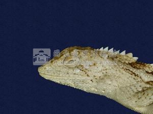 Swinhoe’s tree lizard Collection Image, Figure 2, Total 7 Figures