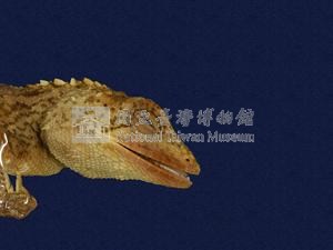 斯文豪氏攀蜥藏品圖，第2張