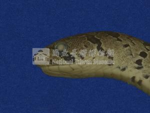 Taiwan Leopard Snake Collection Image, Figure 4, Total 10 Figures
