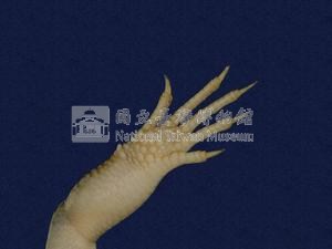 中國石龍子臺灣亞種藏品圖，第4張