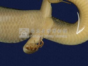 中國石龍子臺灣亞種藏品圖，第4張