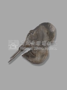 印度象(骨骼)藏品圖，第9張