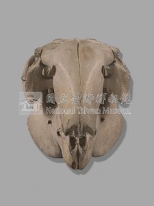 儒艮骨骼藏品圖，第7張