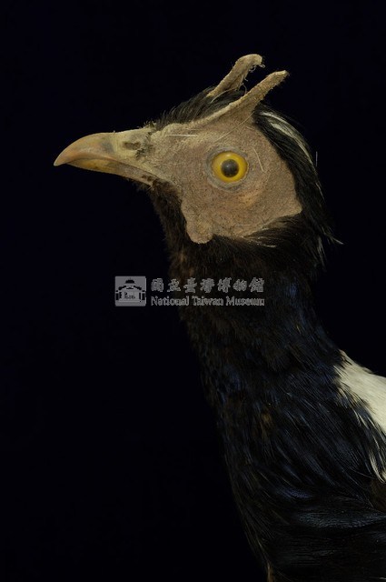 藍腹鷴藏品圖，第2張