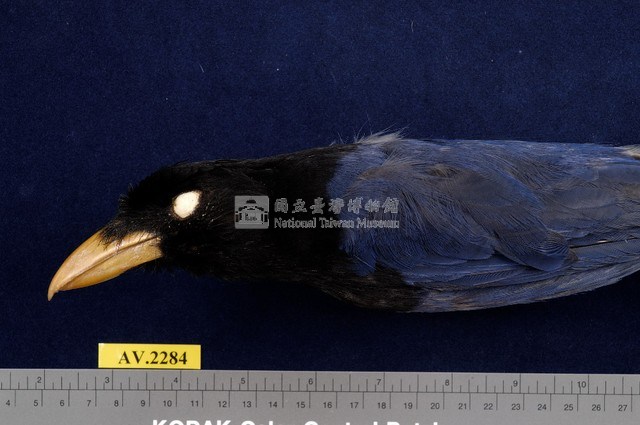 臺灣藍鵲藏品圖，第2張