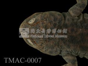 歐非肋突螈藏品圖，第2張