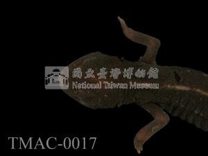 劍尾蠑螈藏品圖，第2張