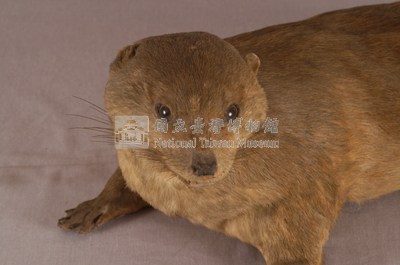 水獺藏品圖，第2張