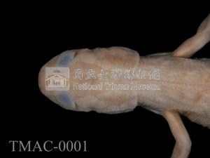 山椒魚藏品圖，第2張